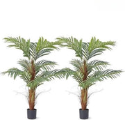 Pianta da Giardino senza Manutenzione - 120cm Altezza - Per Esterno e Interno