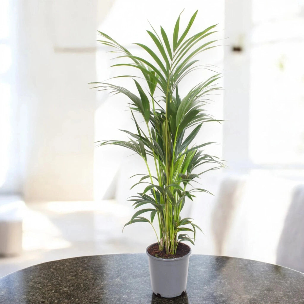Gardenaria Howea forsteriana (Kentia) - Pianta da interno ornamentale Altezza: 120 cm (vaso 21)