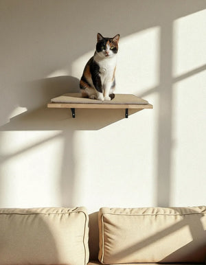 Cremagliera per gatti ad ancora