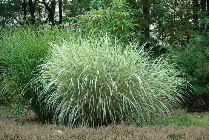 Miscanthus sinensis 'Variegatus'