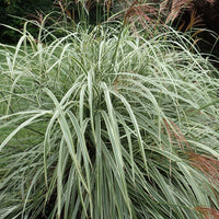 Miscanthus sinensis 'Variegatus'