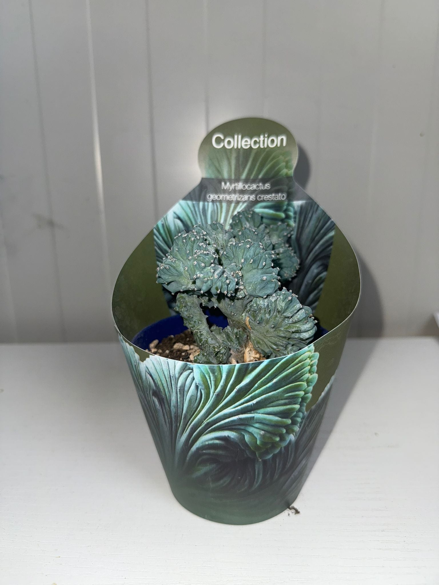 pianta di myrtillocactus geometrizans crestato (vaso 10)