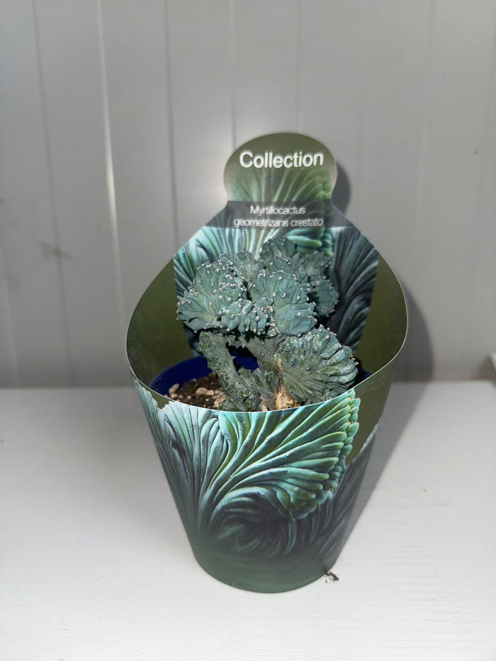 pianta di myrtillocactus geometrizans crestato (vaso 10)