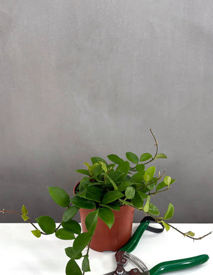 Pianta di Hoya Chouke