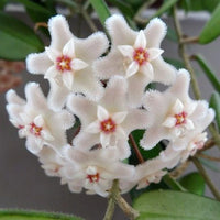 Pianta di Hoya Chouke