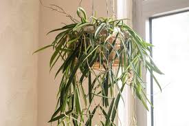 Pianta di hoya shepherdii (foto reale)