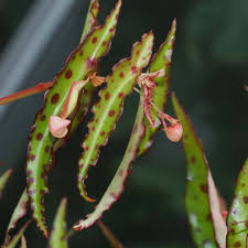 Pianta di begonia amphioxus