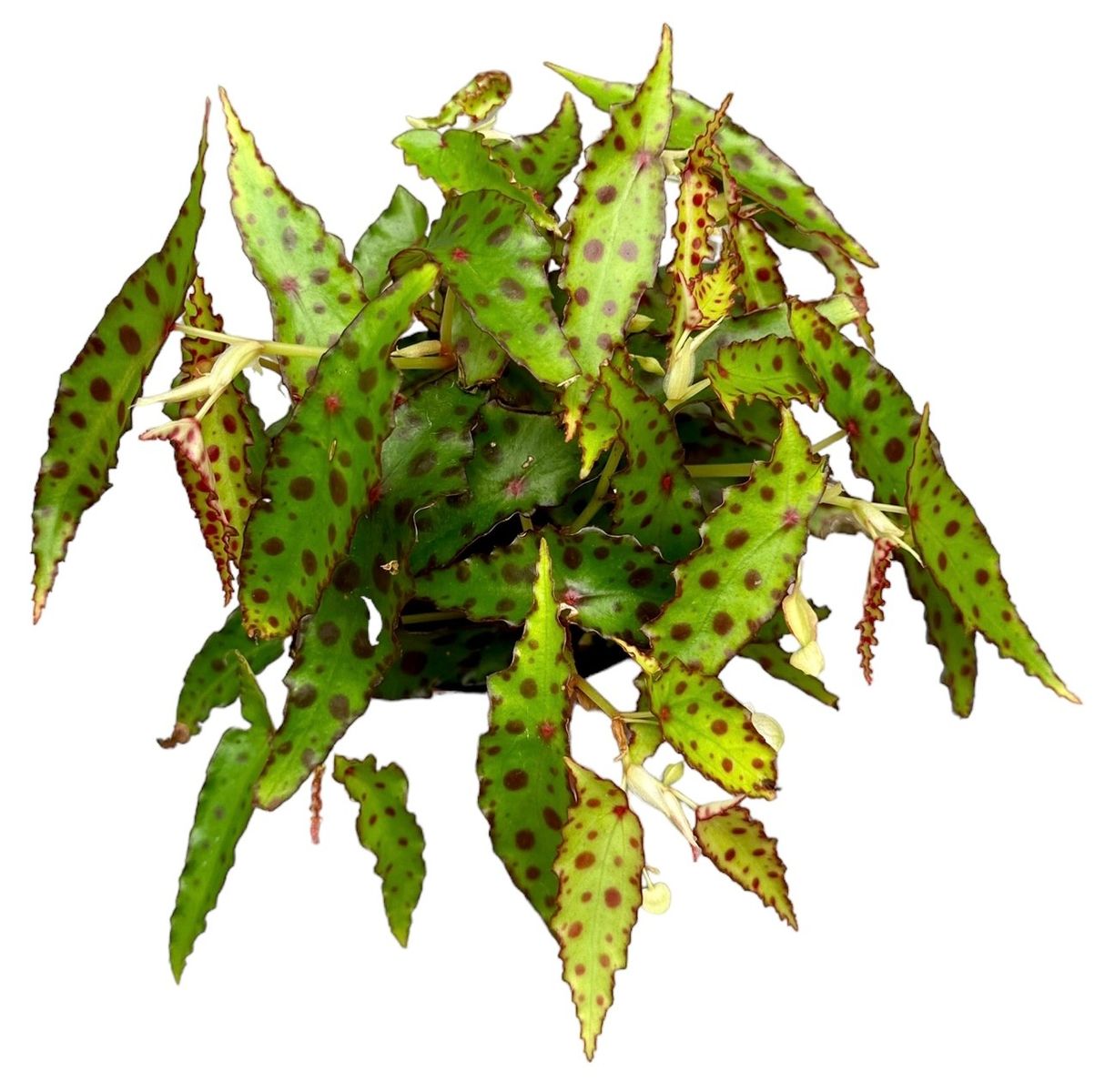 Pianta di begonia amphioxus