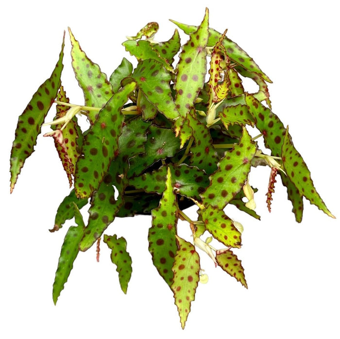 Pianta di begonia amphioxus