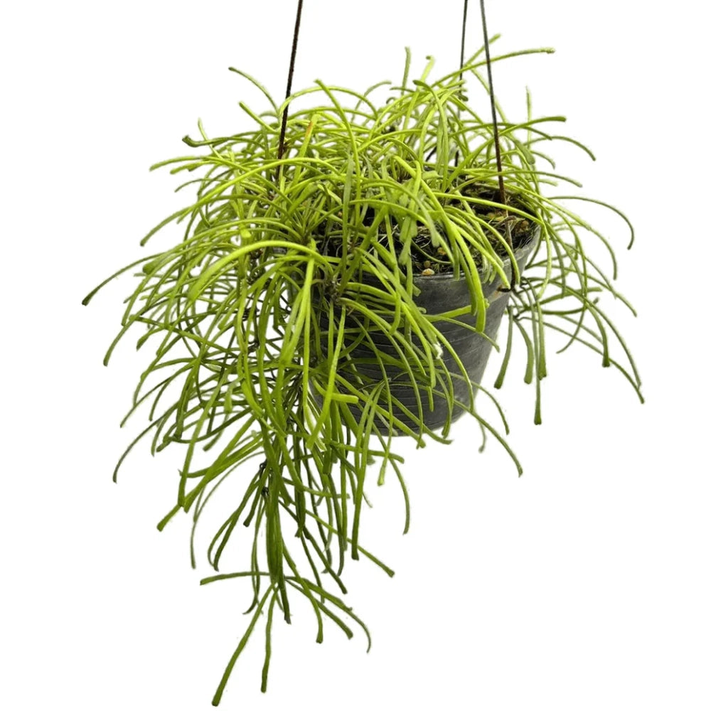 pianta di hoya retusa (pianta grassa)