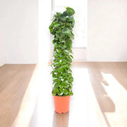 Gardenaria Cissus rotundifolia - Pianta da interno ornamentale Altezza: 120 cm (vaso 24)