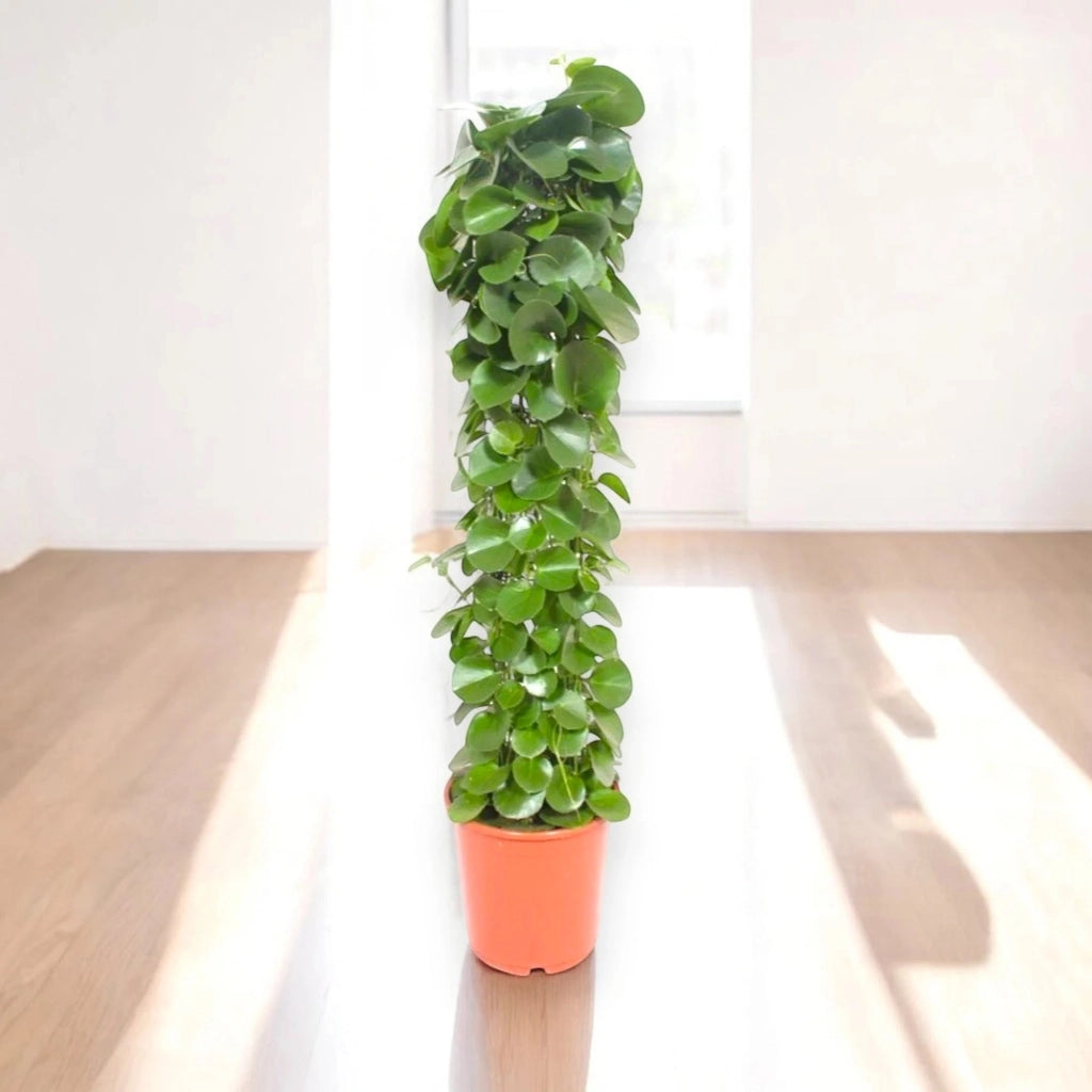 Gardenaria Cissus rotundifolia - Pianta da interno ornamentale Altezza: 120 cm (vaso 24)