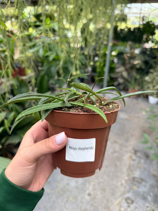 Pianta di hoya shepherdii (foto reale)