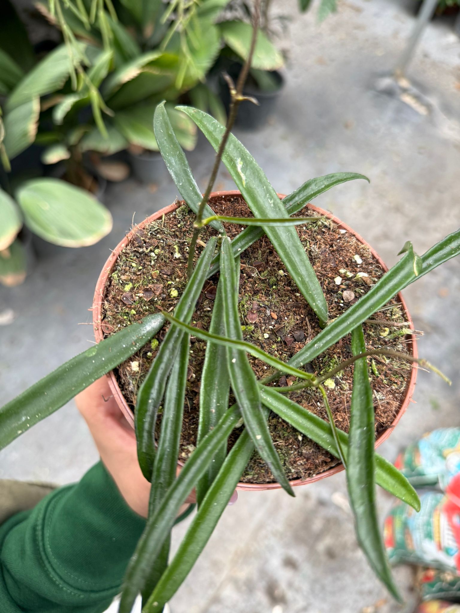 Pianta di hoya shepherdii (foto reale)