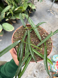 Pianta di hoya shepherdii (foto reale)