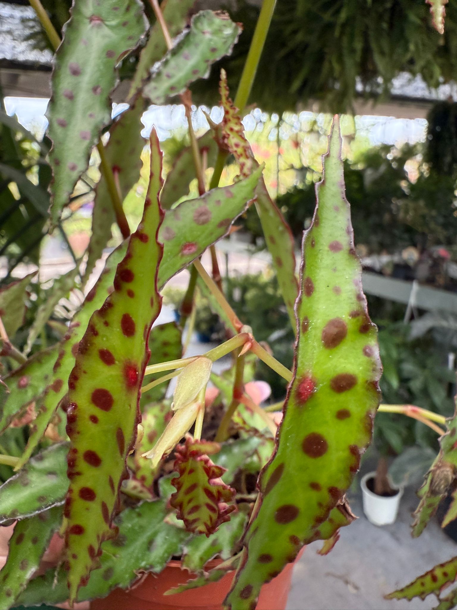 Pianta di begonia amphioxus