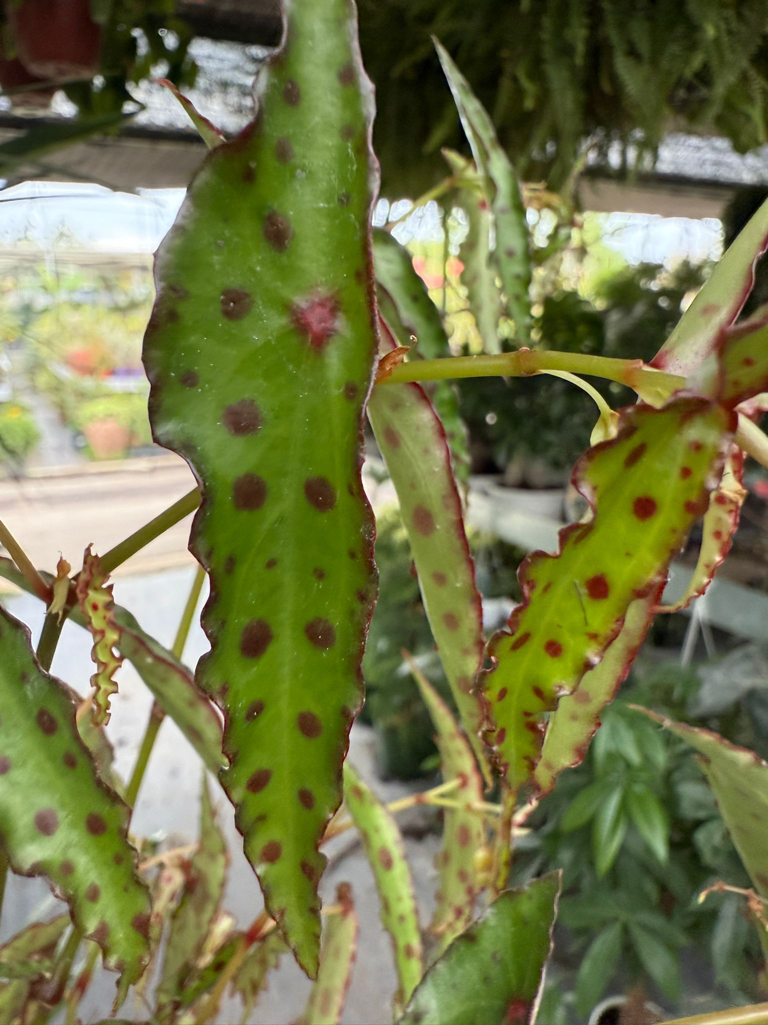 Pianta di begonia amphioxus