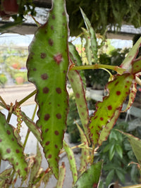 Pianta di begonia amphioxus