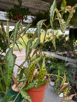 Pianta di begonia amphioxus