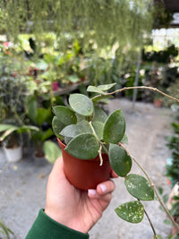 Pianta di Hoya Chouke