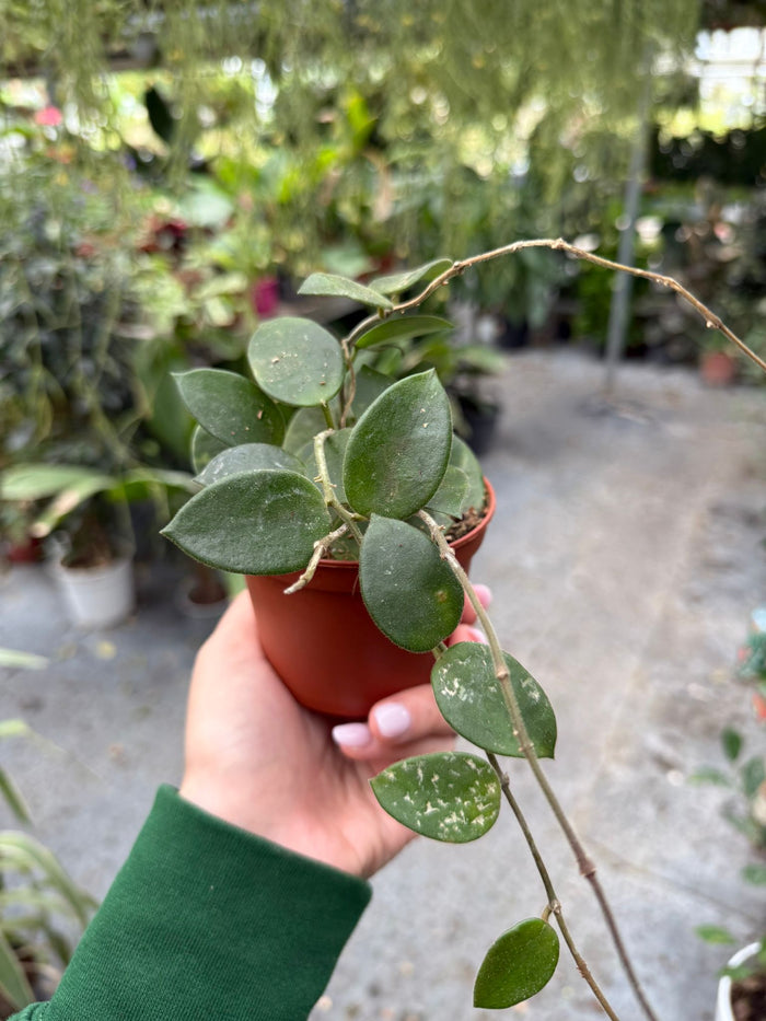 Pianta di Hoya Chouke