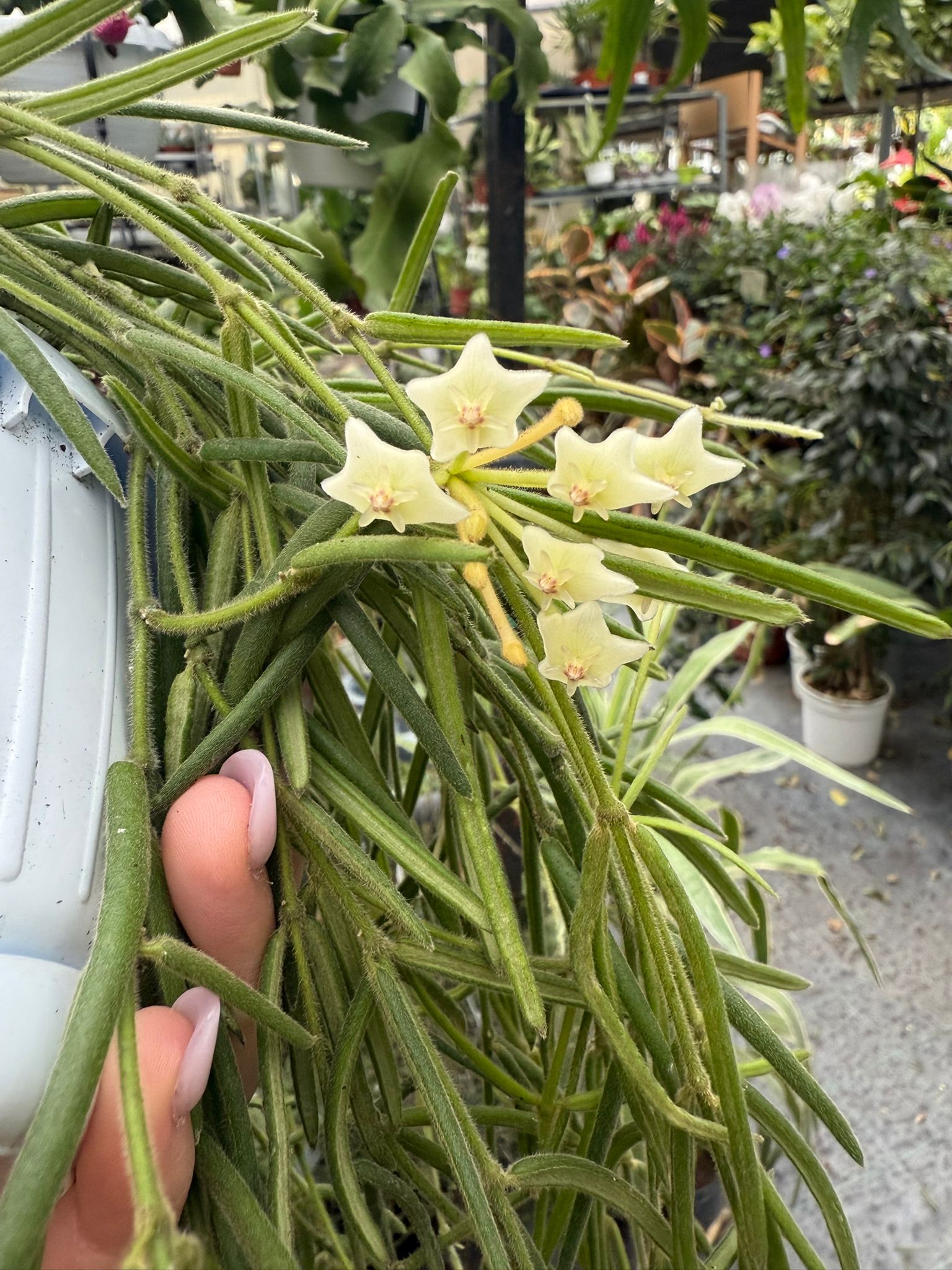 Pianta di hoya linearis basket 12 fiore di cera