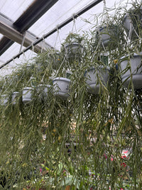 pianta di hoya linearis basket 12