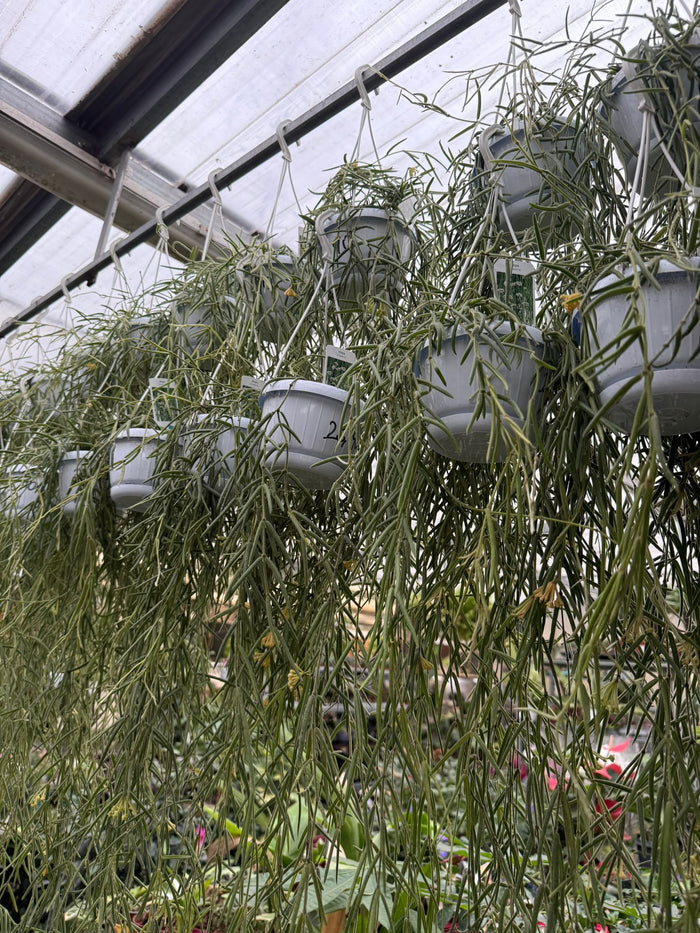 pianta di hoya linearis basket 12