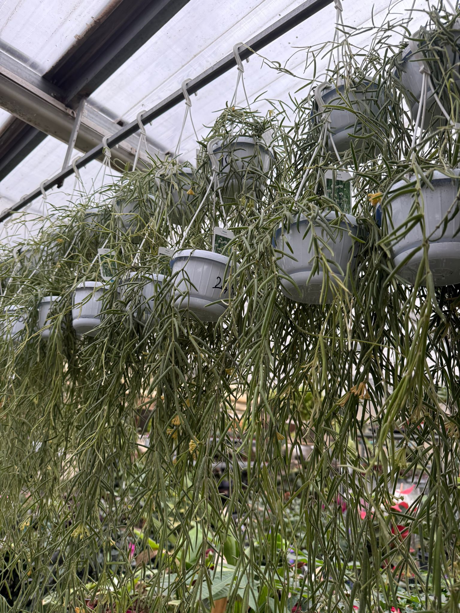 Pianta di hoya linearis basket 12 fiore di cera