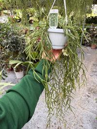 pianta di hoya linearis basket 12