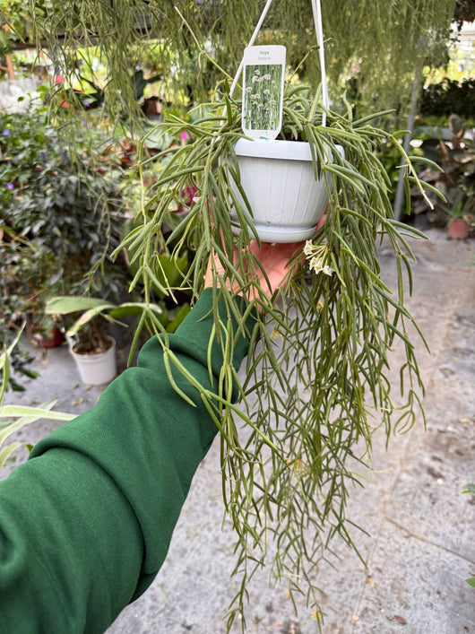 Pianta di hoya linearis basket 12 fiore di cera