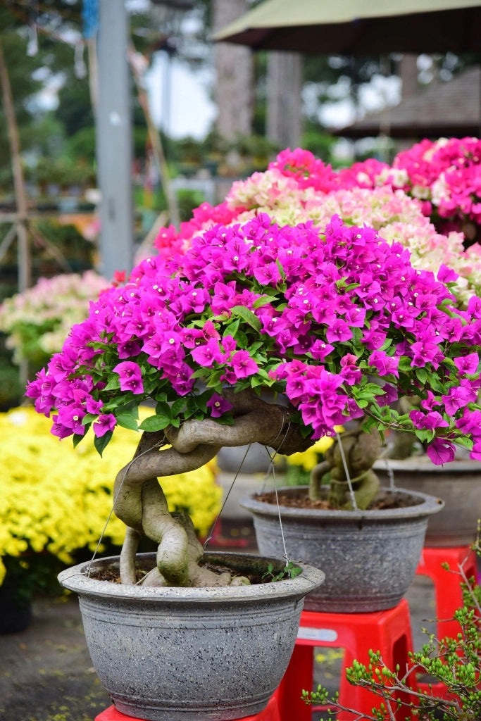 BOUGANVILLEA MULTICOLOR (BUGANVILLEA) BONSAI MINITHAI VASO 60