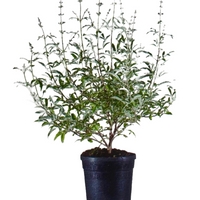 Pianta di Vitex Agnus-Castus Lillà delle indie in vaso 18 cm AMDGarden