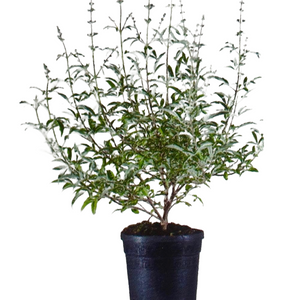 Pianta di Vitex Agnus-Castus Lillà delle indie in vaso 18 cm AMDGarden