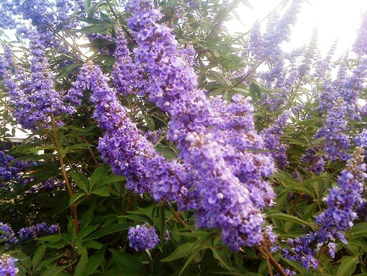 Pianta di Vitex Agnus-Castus Lillà delle indie in vaso 18 cm AMDGarden