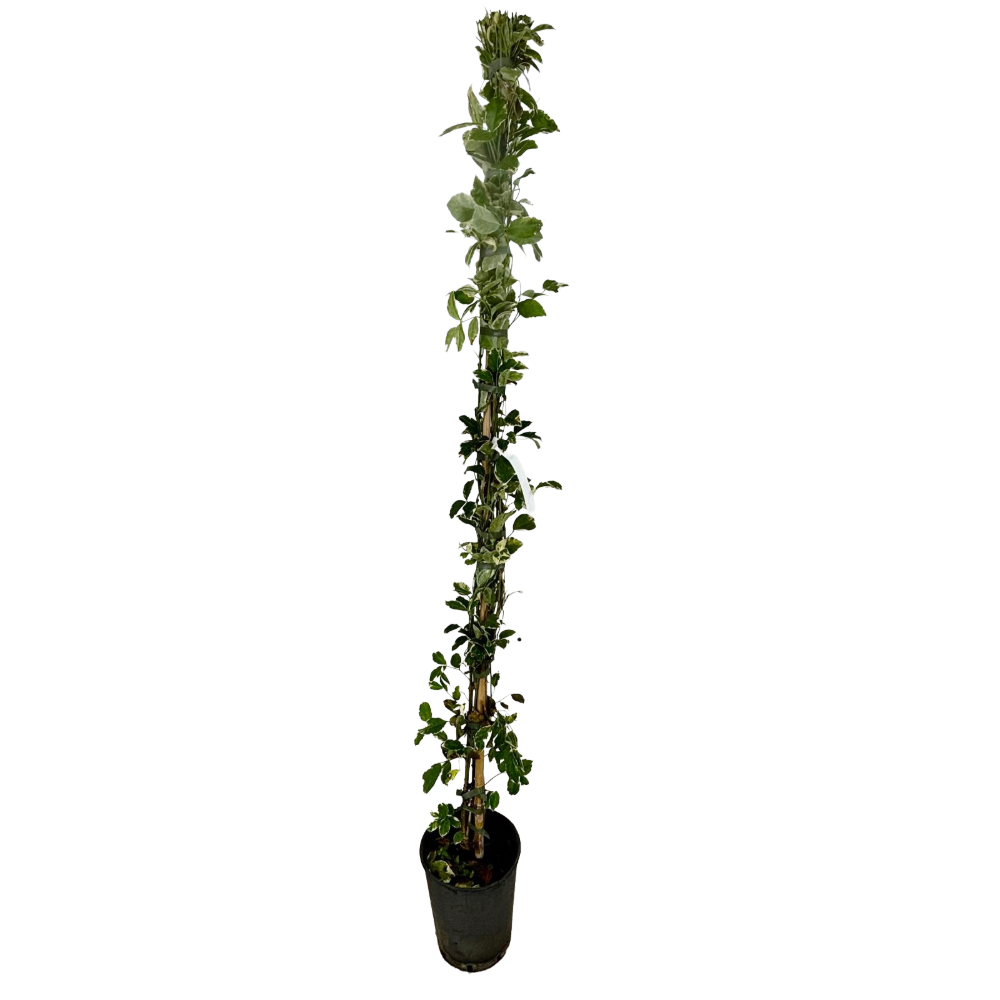 Pianta di PANDOREA JASMINOIDES BIgnonia VARIEGATA h 150 fiore rosa vaso 18 cm