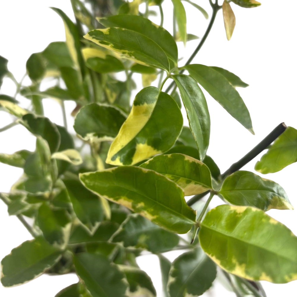 Pianta di PANDOREA JASMINOIDES BIgnonia VARIEGATA h 150 fiore rosa vaso 18 cm