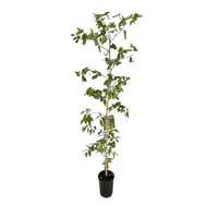 Pianta di GIUGGIOLO giuggiole ZIZIPHUS SATIVUS frutto grosso h 120 cm vaso 16 cm