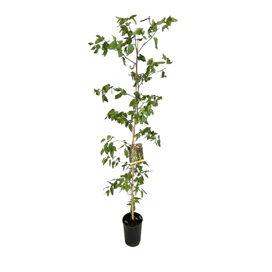 Pianta di GIUGGIOLO giuggiole ZIZIPHUS SATIVUS frutto grosso h 120 cm vaso 16 cm