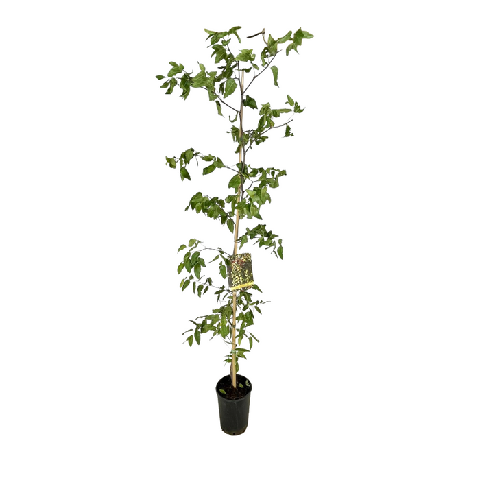 Pianta di GIUGGIOLO giuggiole ZIZIPHUS SATIVUS frutto grosso h 120 cm vaso 16 cm
