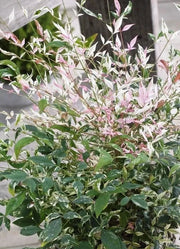 Gardenaria Nandina domestica 'Twilight' - Arbusto ornamentale da giardino Altezza: 40/60 cm (vaso19)