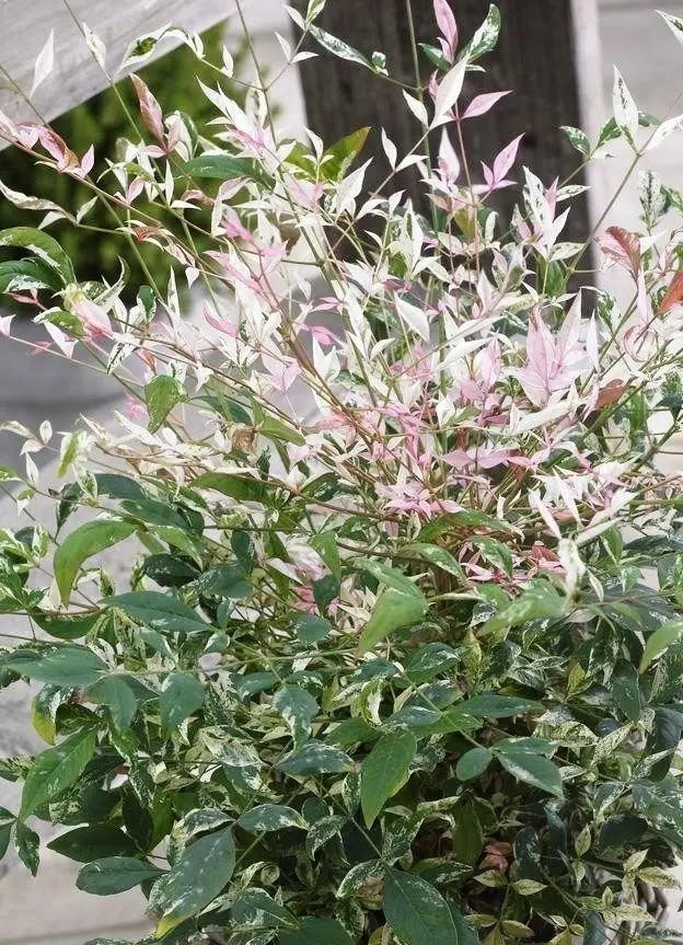 Gardenaria Nandina domestica 'Twilight' - Arbusto ornamentale da giardino Altezza: 40/60 cm (vaso19)