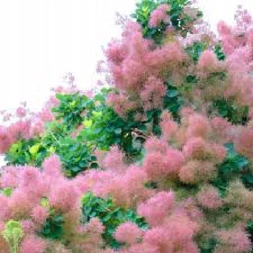 Albero della nebbia Cotinus Smokey joe in vaso 18 cm AMDGarden