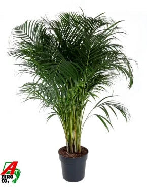 Gardenaria Areca - Dypsis lutescens - Pianta da interno ornamentale Altezza: 140 cm (vaso 27)