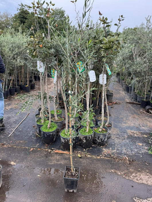 Pianta di Olivo Picual in vaso H 130cm  Ulivo Picual olea europea da olio foto reale