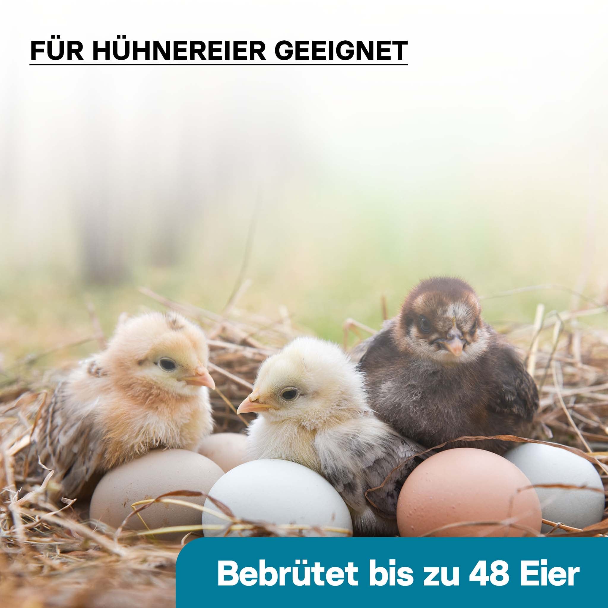 Incubatrice automatica per 48 uova, con regolazione temperatura e umidità, Covatrice