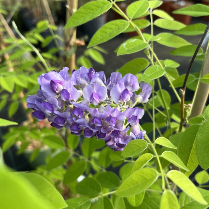 Glicine Americano wisteria frutescens longwood purple in vaso 18 cm AMDGarden