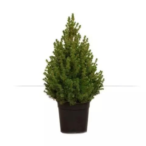 Abete Rosso Picea Abies – Albero di Natale Vero 100 cm – Naturale e Fresco