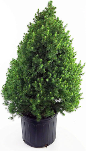 Abete Rosso Picea Abies – Albero di Natale Vero 100 cm – Naturale e Fresco