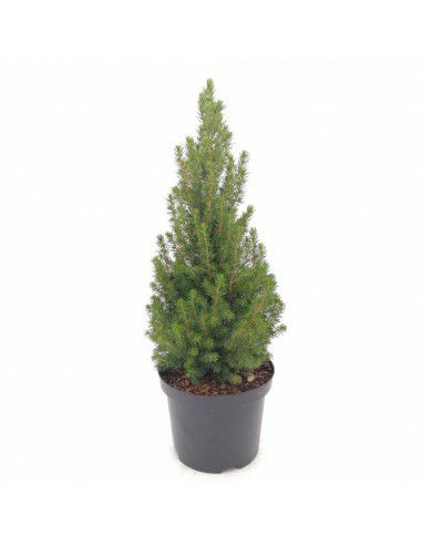 Abete Rosso Picea Abies – Albero di Natale Vero 100 cm – Naturale e Fresco
